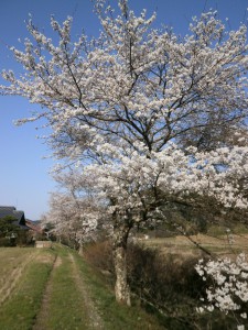 おちらと村５分咲き桜