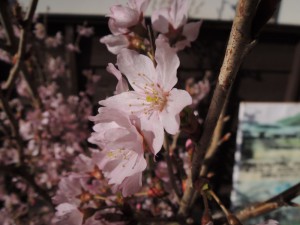DSCN2250