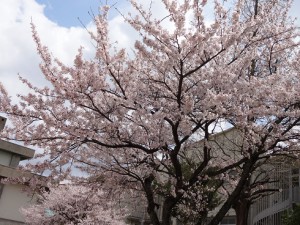 H27.4桜